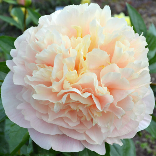 Пионы Персиковый цвет Описание сорта характеристики посадка и выращивание отзывы