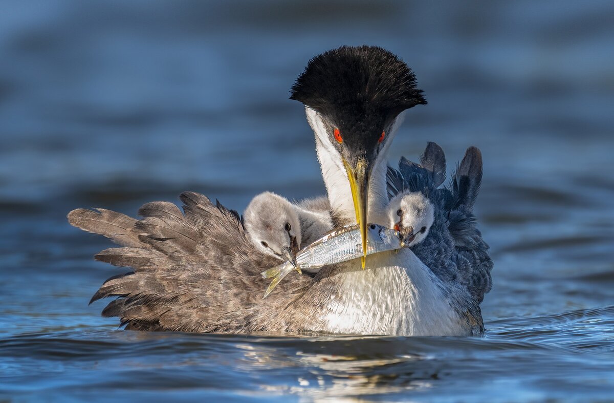    Фото: Peter Shen, audubon.org