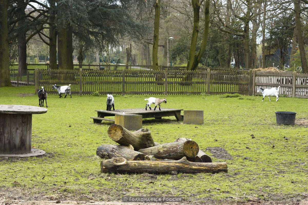 Городские фермы нужны для того, чтобы рассказать посетителям, детям о жизни животных, что они едят, как живут. Фото: из личного архива