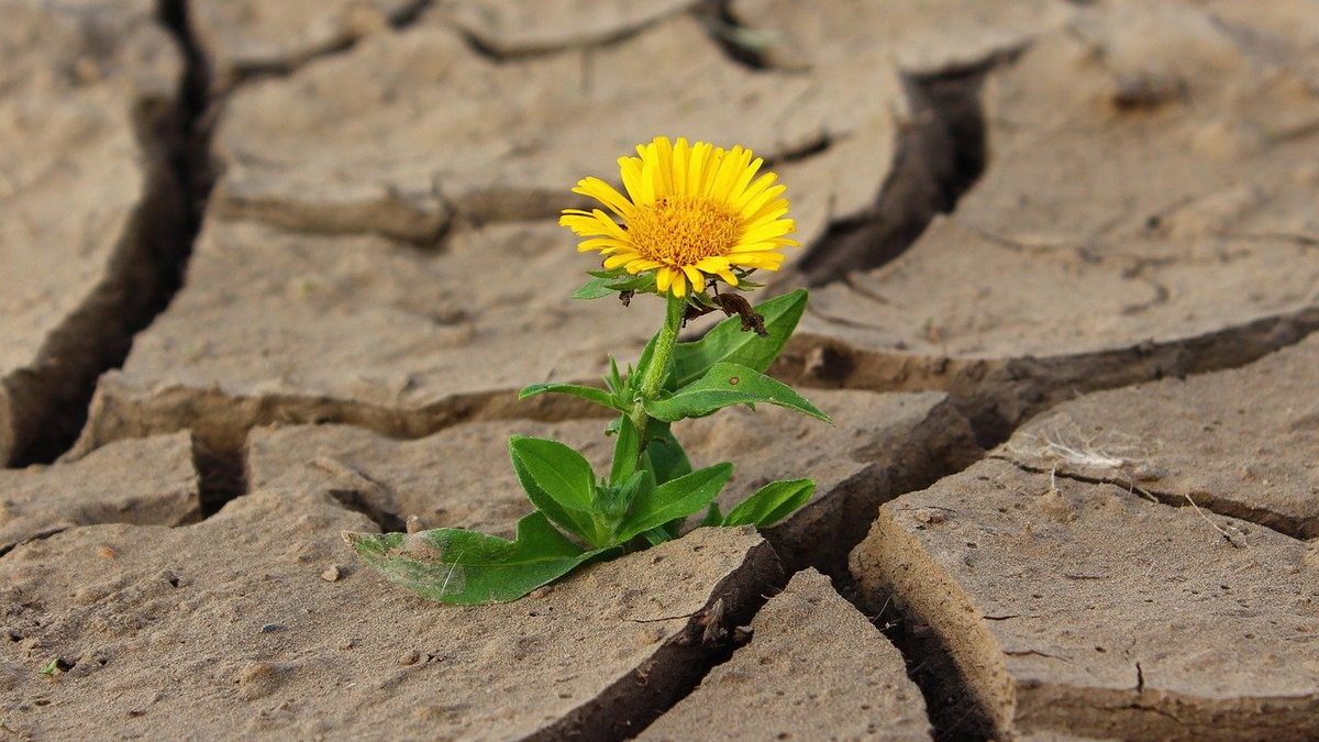 Фото: pixabay
