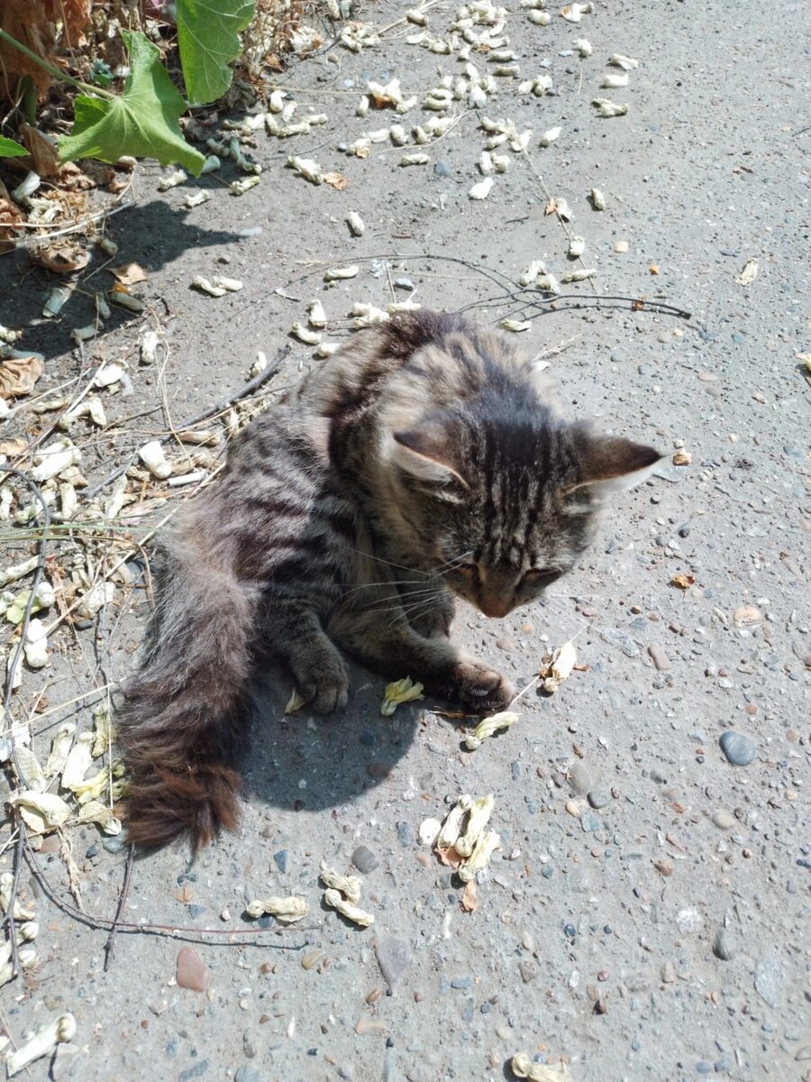 Сбитого котика  в Нефтекамске не ждало ничего хорошего.  Но его подобрала и выходила Альфия Сагитова. Ещё один волонтёр, с которой я ещё вас не знакомила 