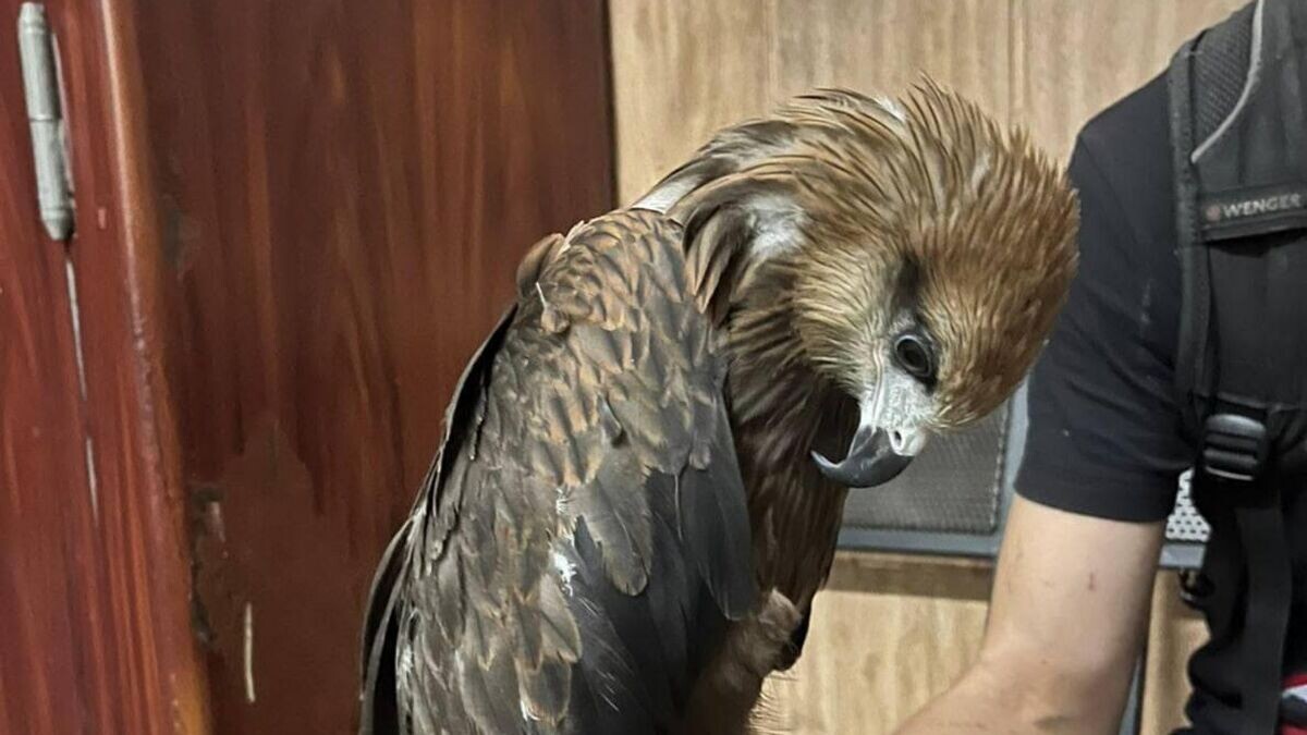    Черный коршун, спасенный в Тверском районе Москвы© Фото : Городское хозяйство Москвы/Telegram