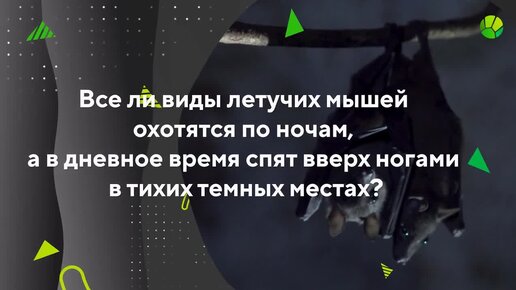 Интересные факты о летучих мышах