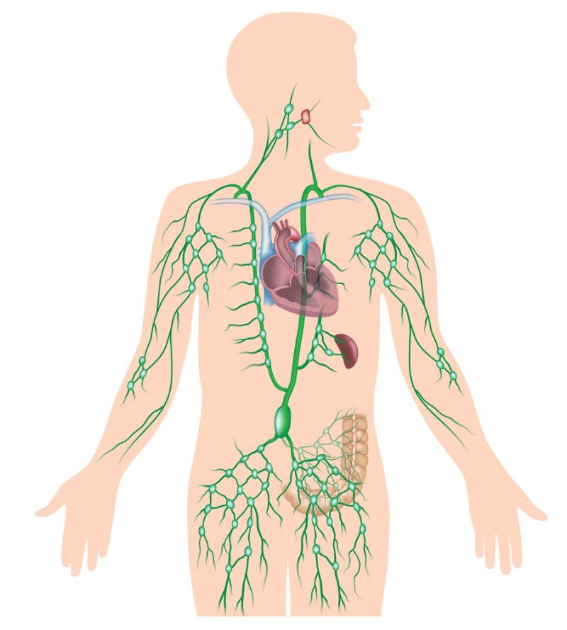 О каких болезнях предупреждают лимфатические узлы - Российская газета