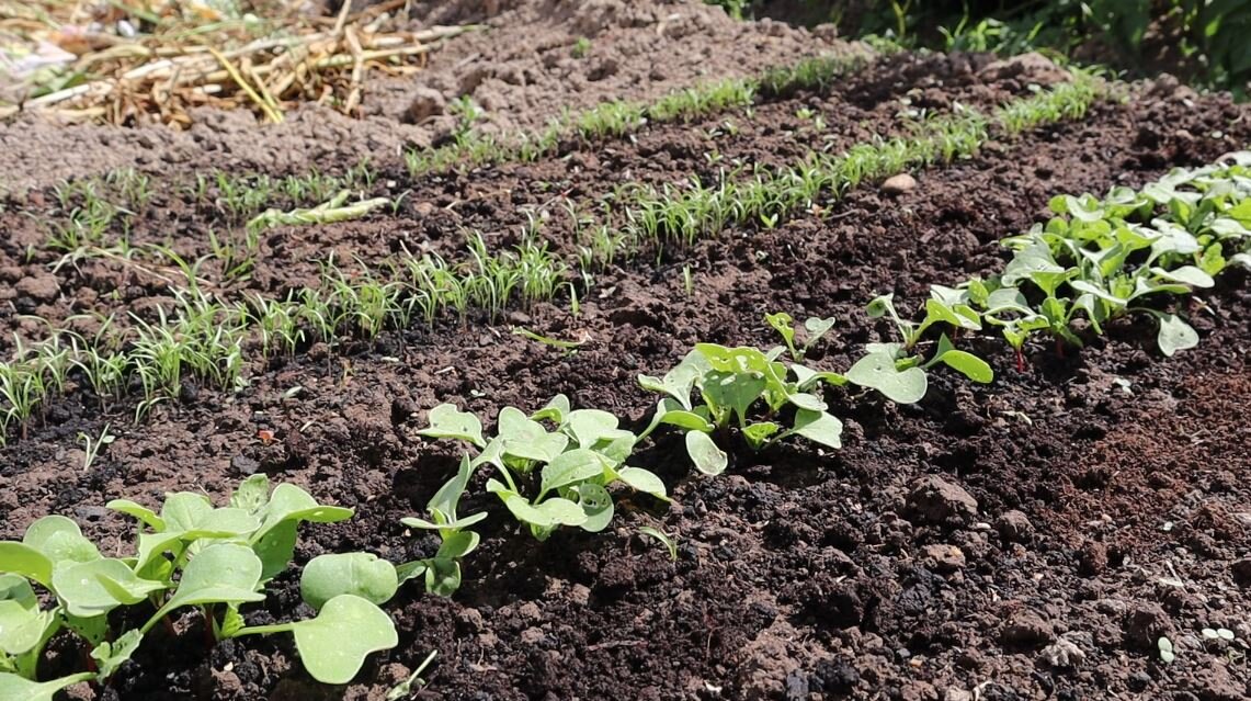 Редис и зелень в сентябре.