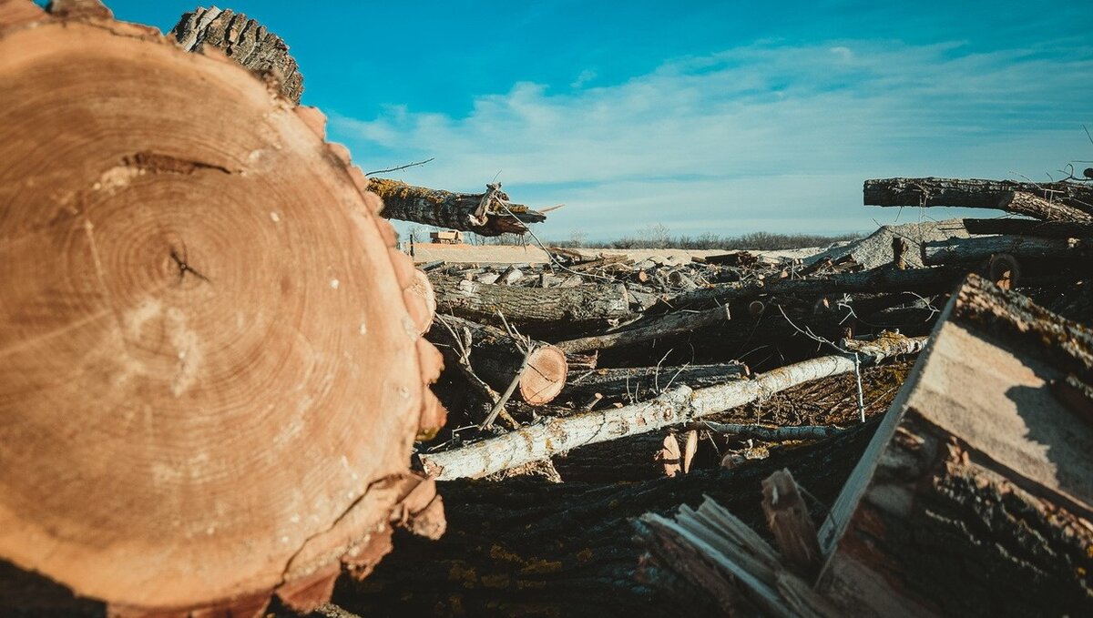     В Уссурийске за контрабанду леса будут судить жителей Приморья и Хабаровска. Они вывезли за границу ценные породы древесины на 1,7 млрд рублей.