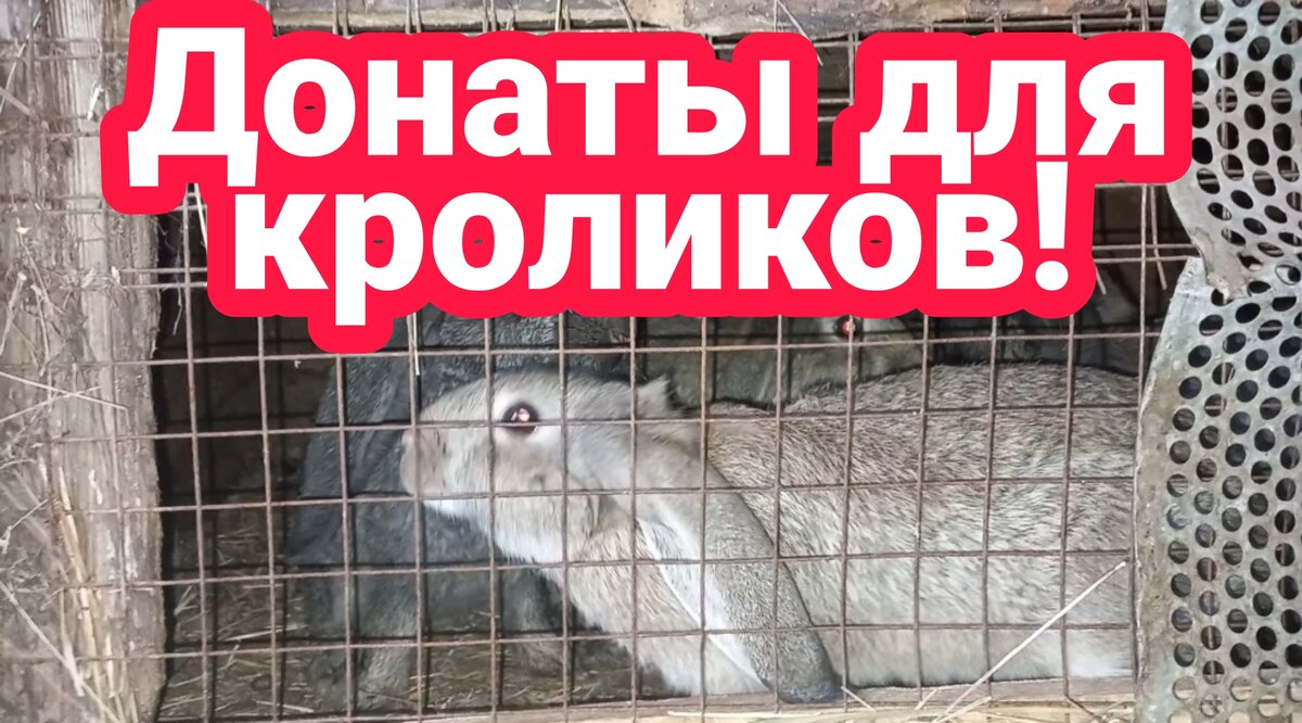 Кролики говорят вам спасибо !!!!!
