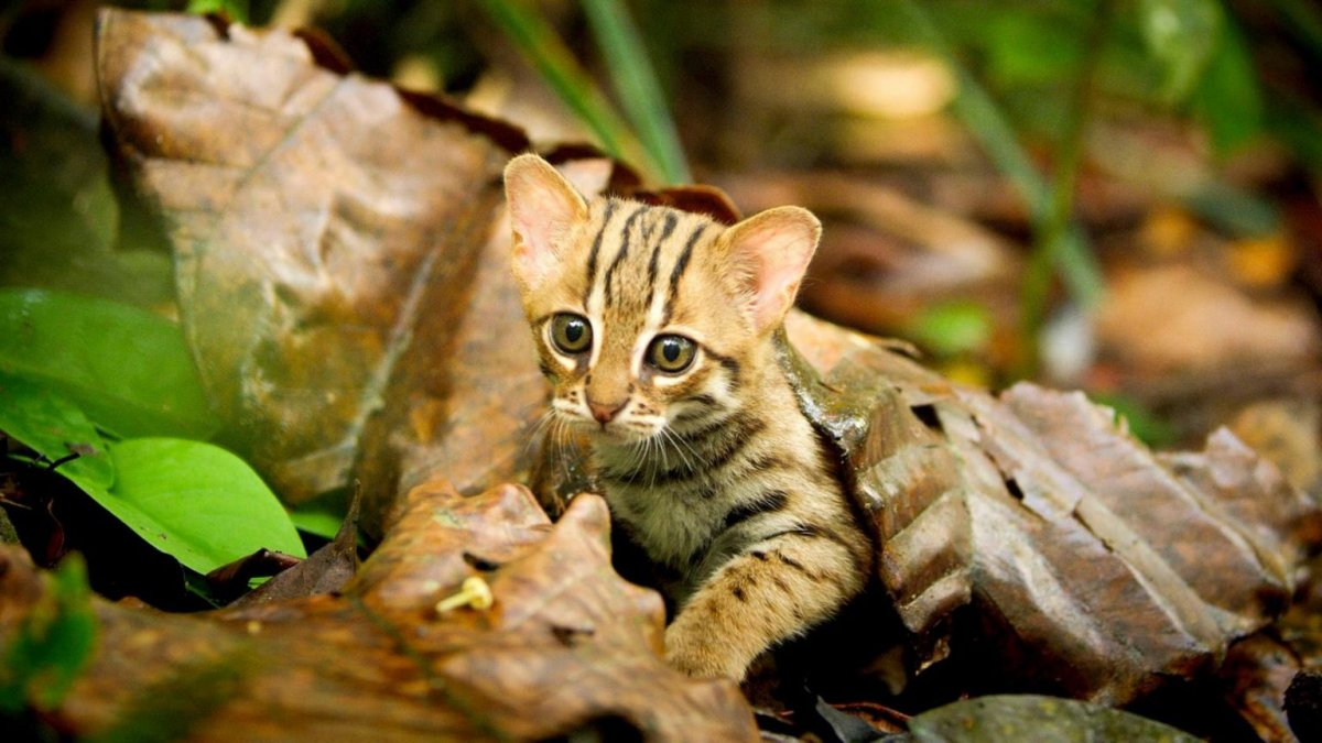 Семья у него полноценная, а вот рост – не очень. 