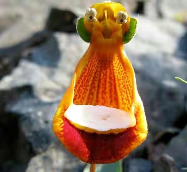 20 de plante cu aspect ciudat care există în natură