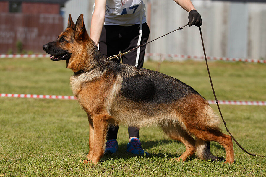 Констанция Криста фом Фестбург