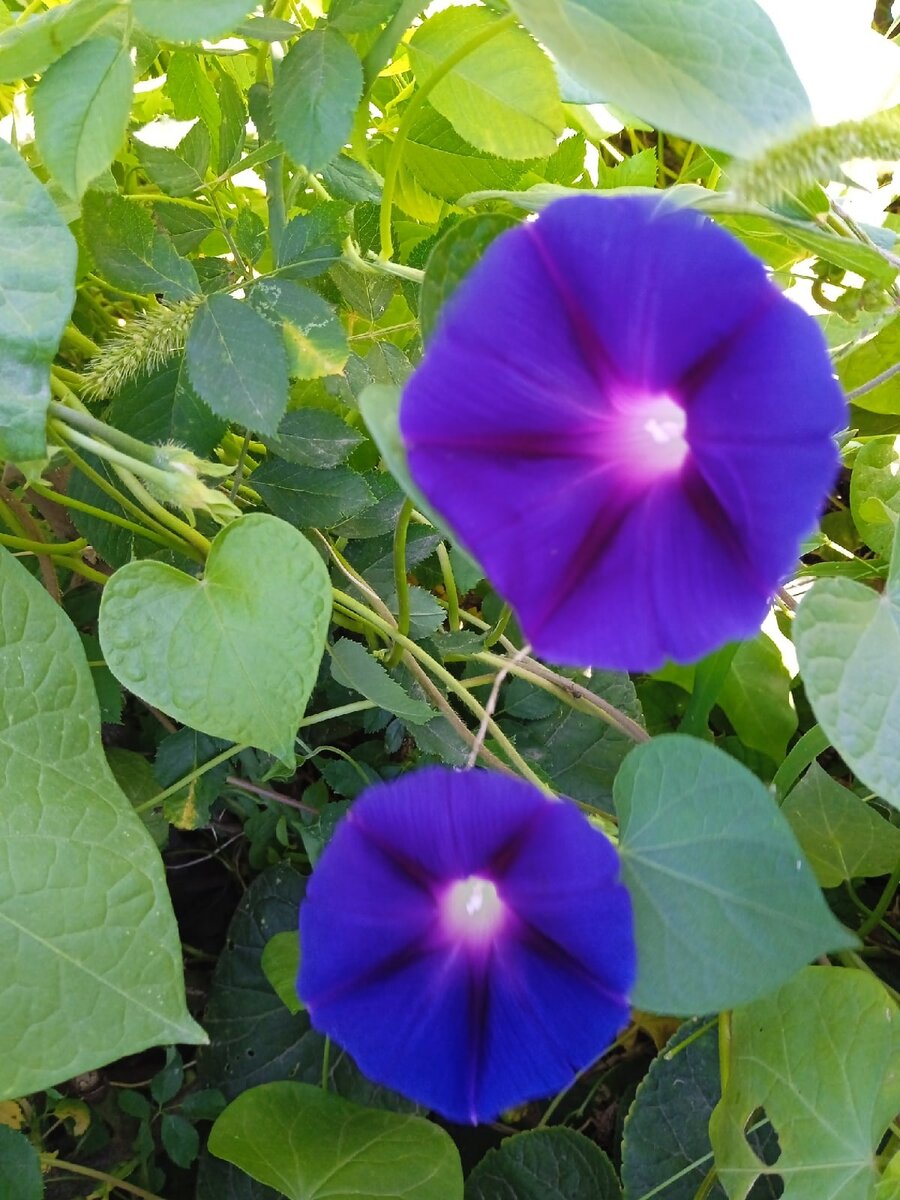 Вьюнок Ипомея