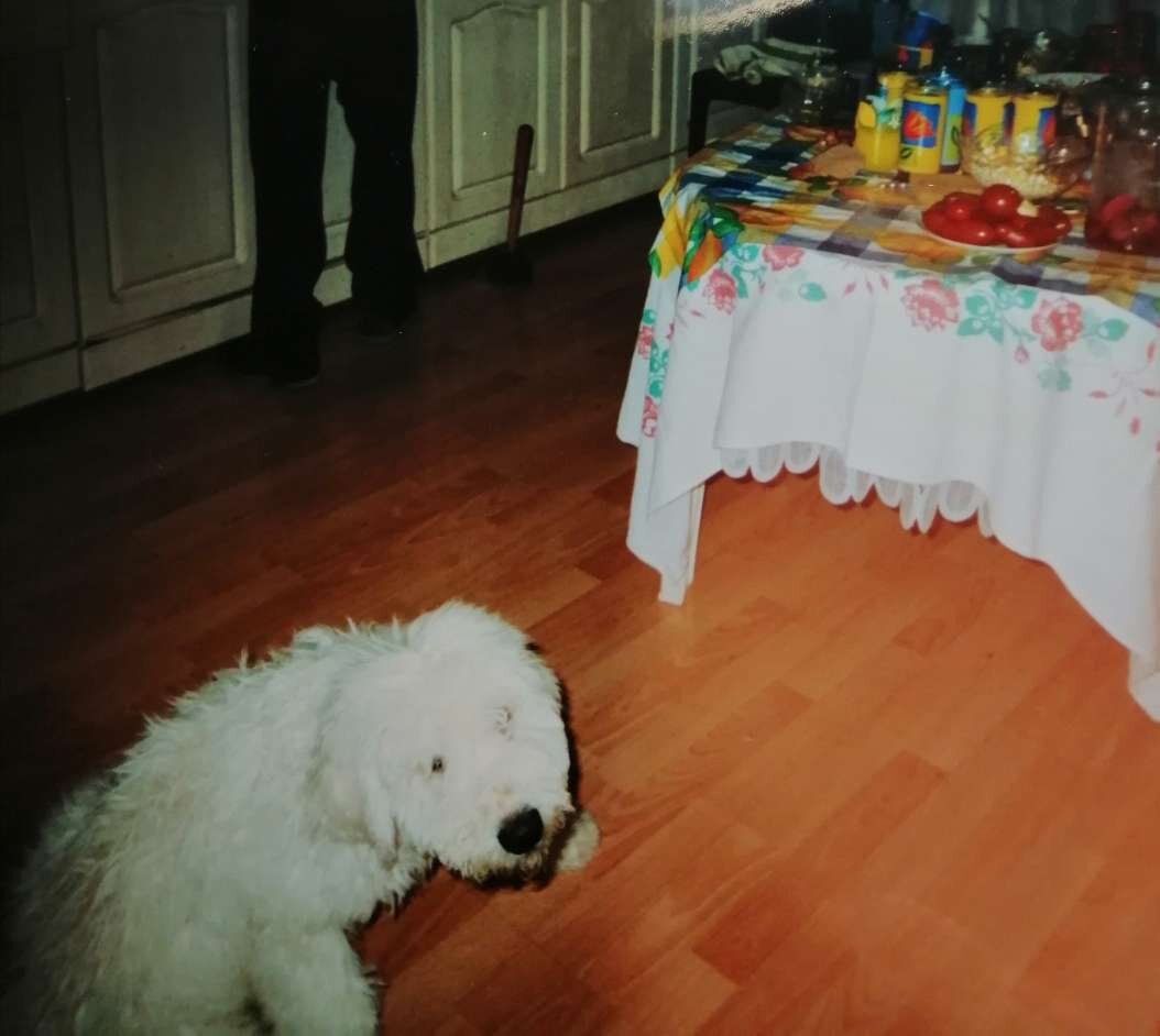 На этой фотографии Барону 3 месяца, он уже такой огромный.