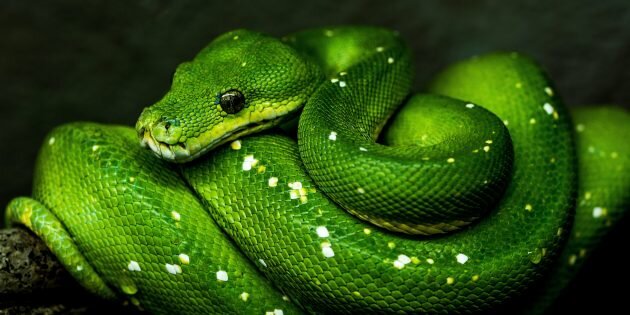 Зелёный древесный питон. Изображение: David Clode / Unsplash📷
