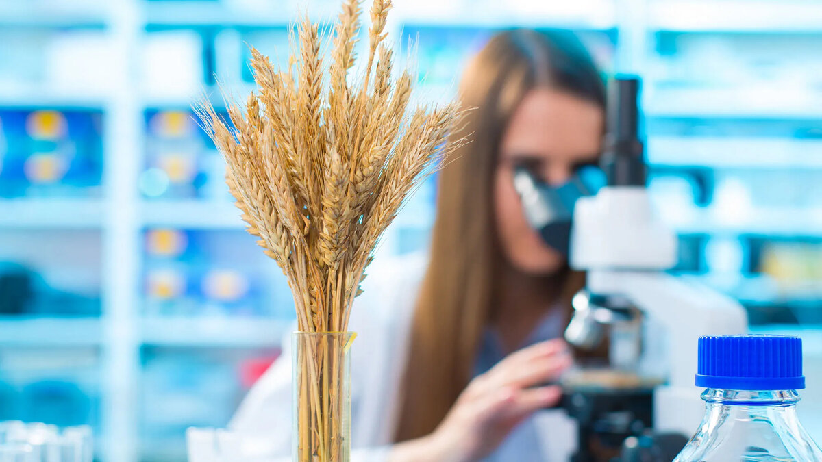 Лаборатория на элеваторе 🔬🌾 Назначение, оснащение и какие ппоказатели⁣⁣  зерна измеряются | Эксперт-Агро | Дзен