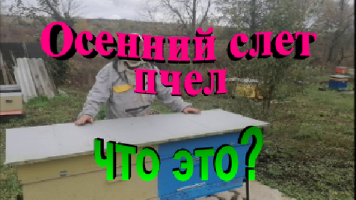 Слет пчел из улья осенью причина