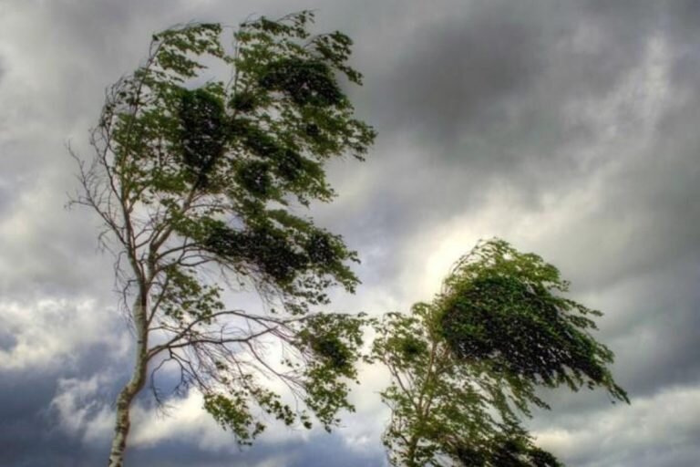    В Оренбуржье 8 октября ожидается сильный ветер и туман Кристина Просвиркина