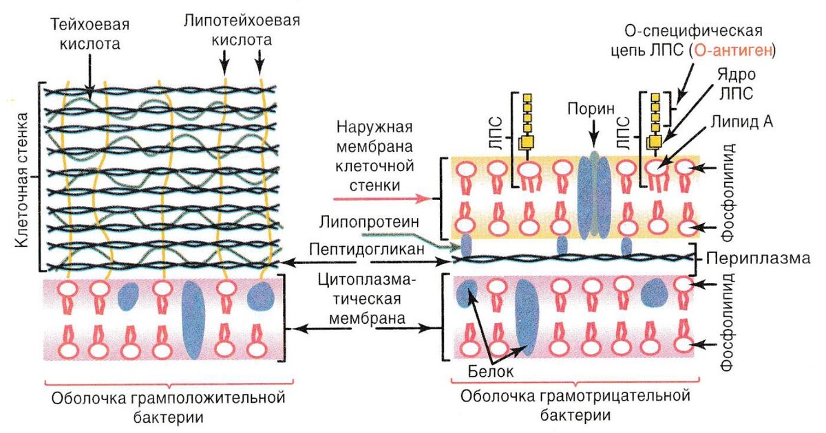 презентация сысоев