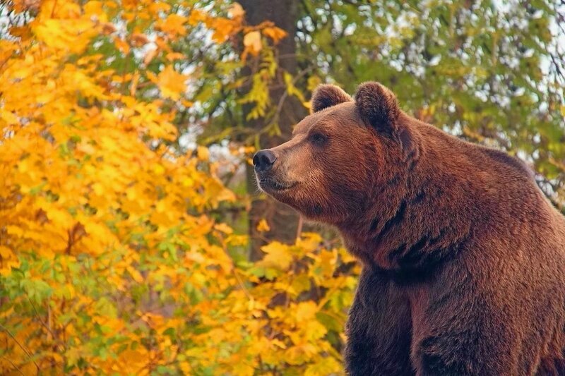 Чудесное и загадочное время года осень 