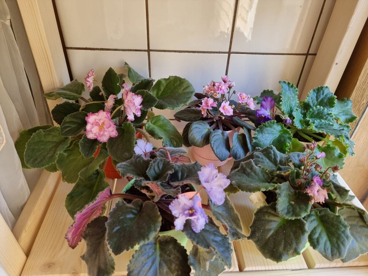 Это вторая сверху полочка.