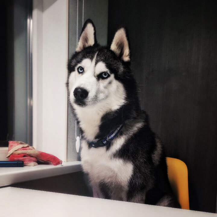 А нормальная еда будет? Ежик там раздавленный или пленка от сосиски?