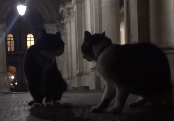 Британские коты,- удачной охоты ! life.ru