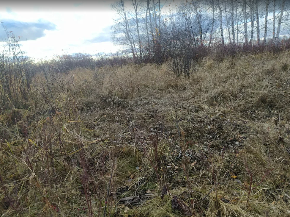 вон туда в кусты он убежал