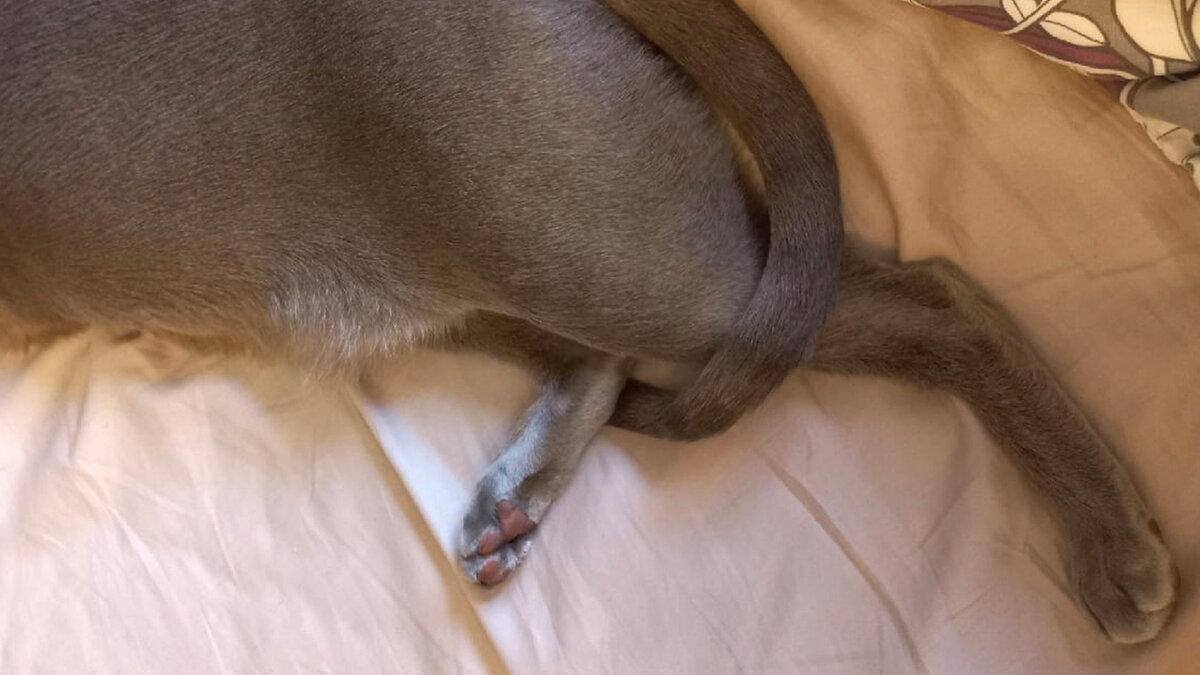 Заснула набегу