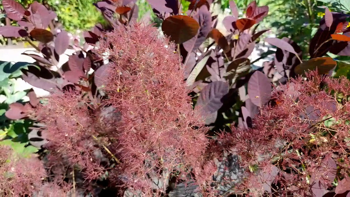 цветение нашей скумпии