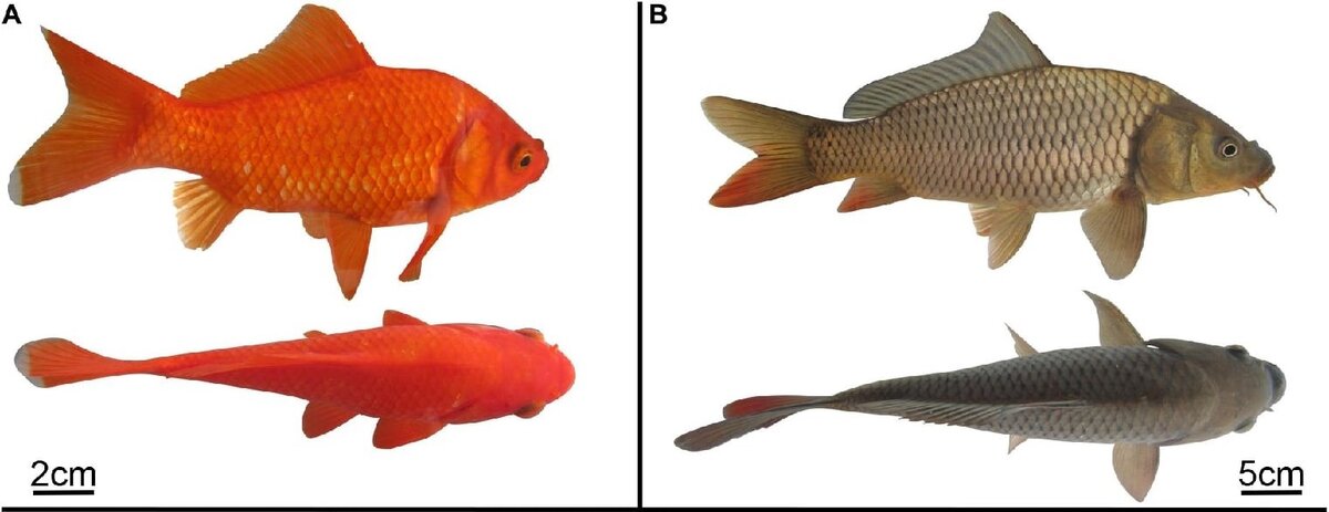 Упражнение «золотая рыбка» для позвоночника, техника, польза для спины, как делать «золотую рыбку»