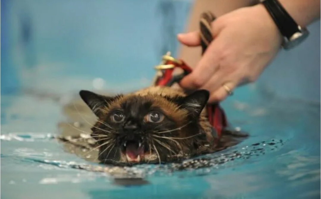 Кошка кричит от испуга