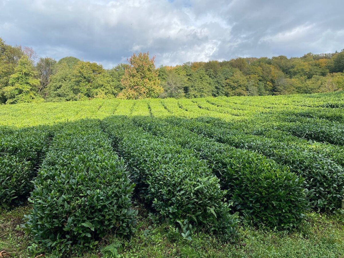 Осенью чай не собирают - сейчас растения отдыхают от стрижки