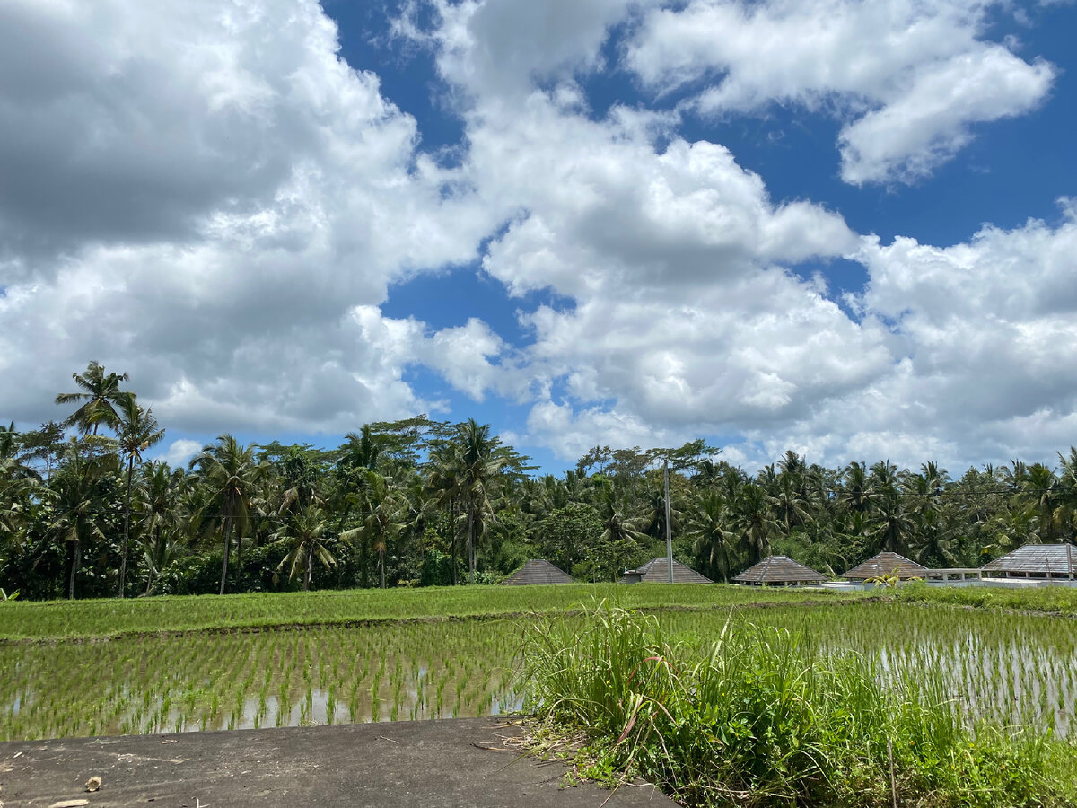Мы окружены Рисовыми террасами 