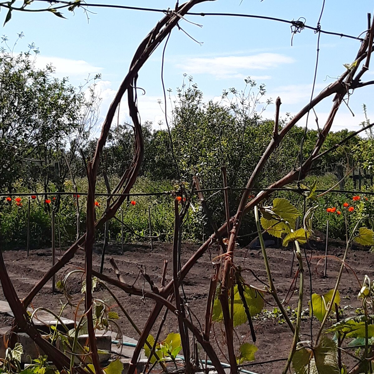 Виноград только начал распускаться, а маки уже во всю цветут🤷‍♀️