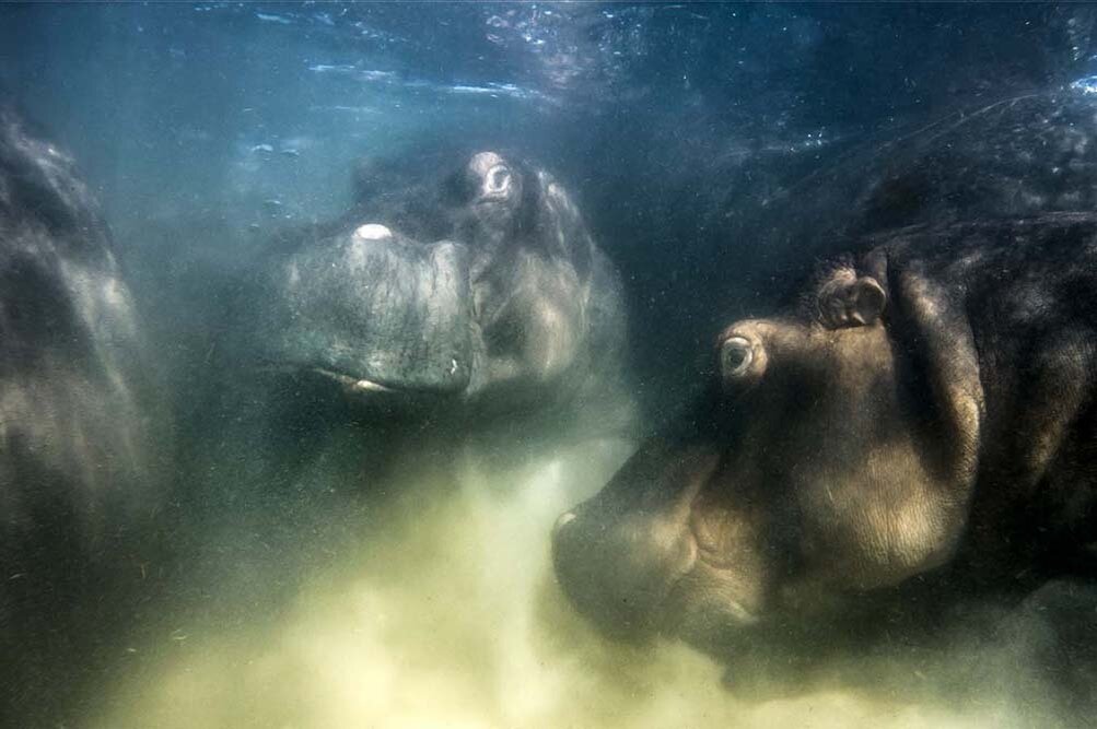     Фото: MIKE KOROSTELEV/ European Wildlife Photographer of the Year Awards