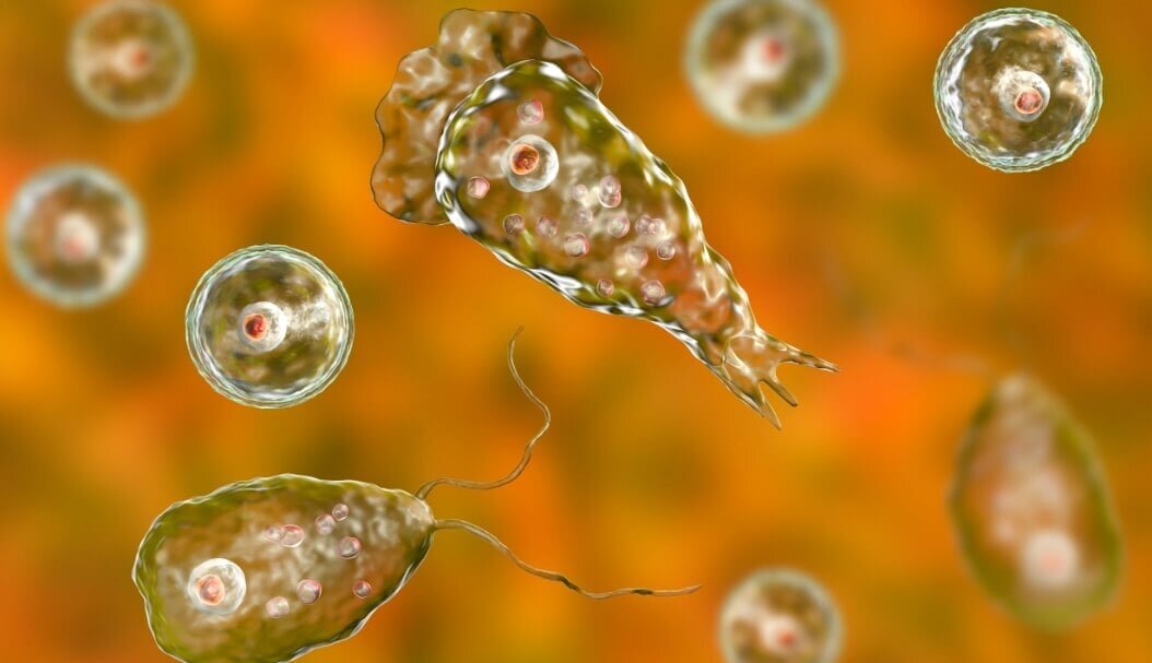   Паразит Naegleria fowleri