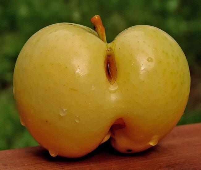 Яндекс. Картинки.