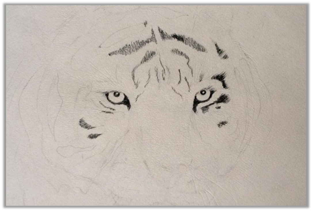 Морда тигра рисунок детский (49 фото)