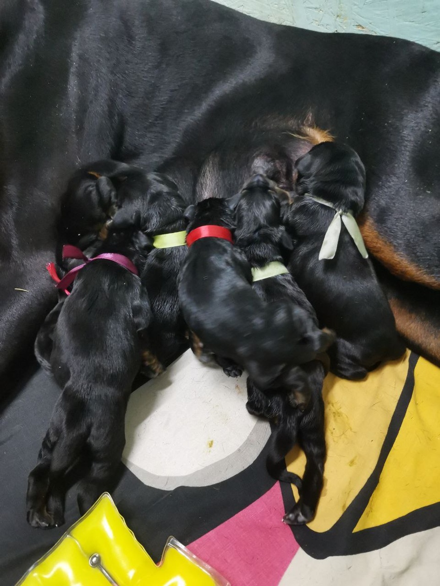 Помёт "E"-помёт моей Цири.