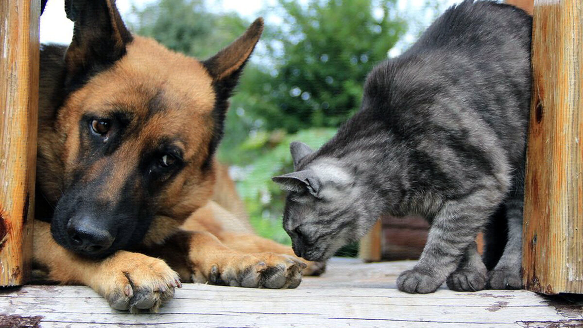 немецкая овчарка и котенок. овчарка и кошка. сибирская овчарка. немецкая овчарка и кошка. щенок овчарки и котенок.
