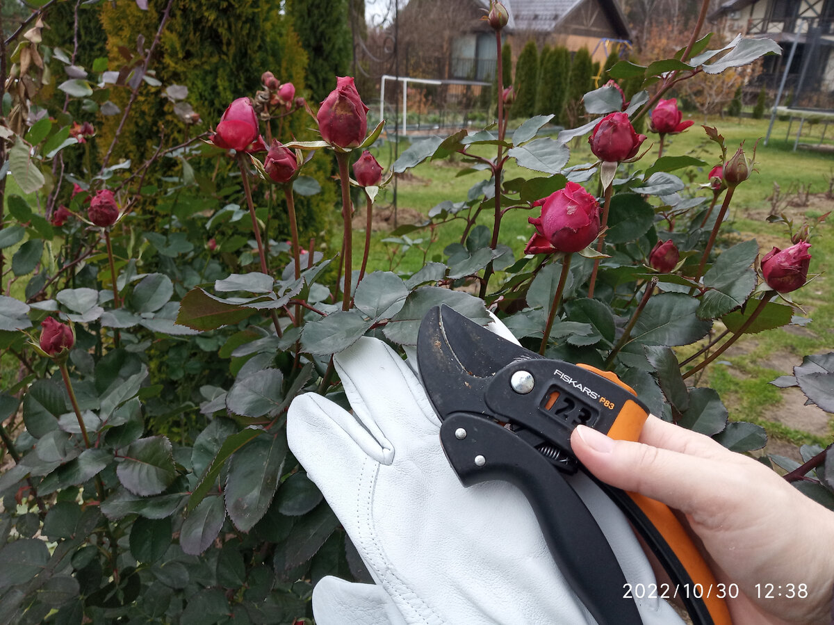 Последние бутоны этого сезона