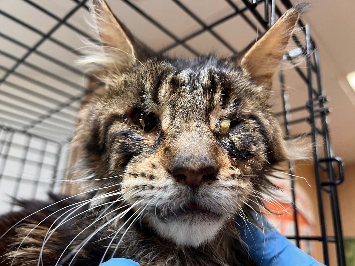 Мейн-кун на грани жизни и смерти