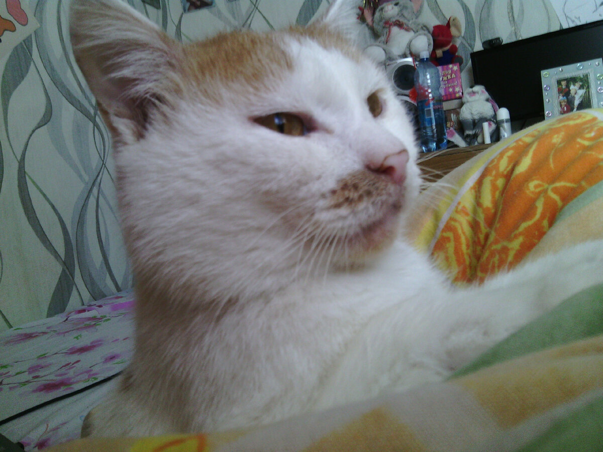 А этому коту было 14 лет, когда он заболел уже ничего не оставалось, кроме как усыпить(