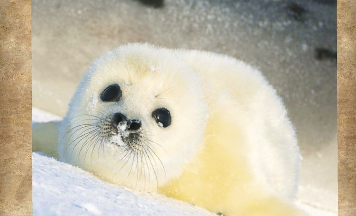 Детёныши тюленей бельки выглядят очень трогательно!