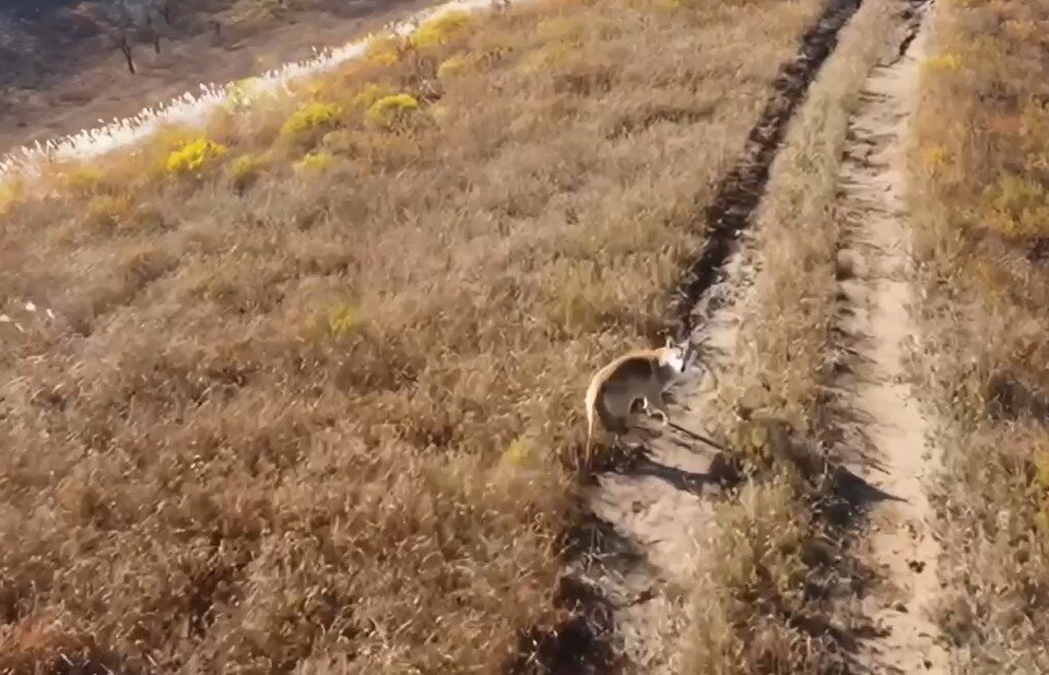     Волк «попался» на юге Хасанского района. Фото: принтскрин видео, Пограничное управление ФСБ России