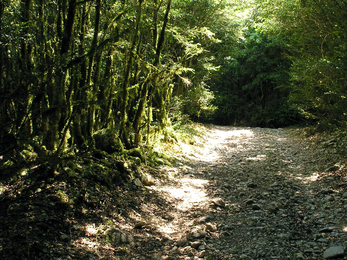 Жаль, что картинка не передает этого особого запаха самшита. 