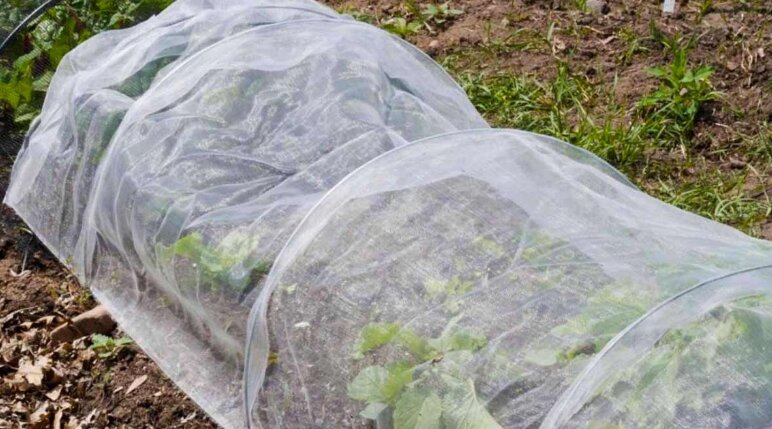 Майл. Картинки