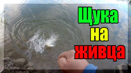 Ловля голавля на оке