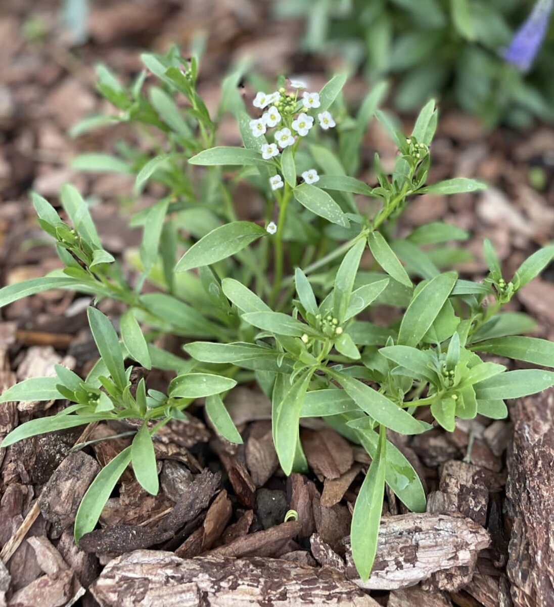 🌱Алиссум🌱 Если бы не проблема с рассадой и крестоцветной блошкой, я бы  назвала его супер-неприхотливым. | 🌼ЦветочнаяТема | Дзен