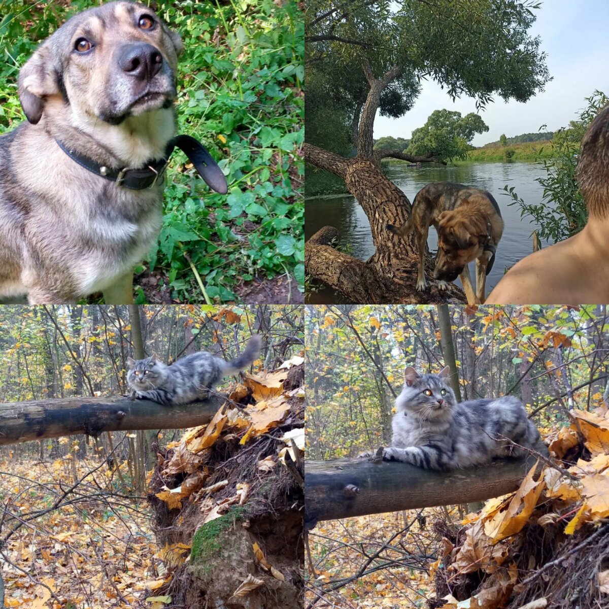 Мои животинки.