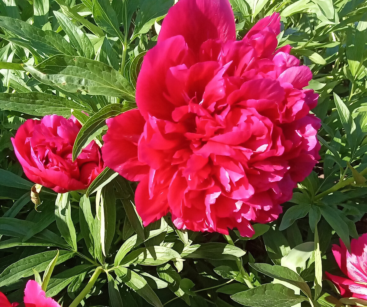 Цветок на заре. Фото автора канала.